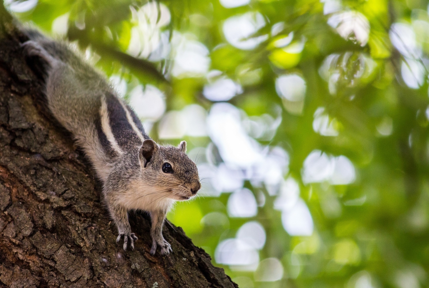 squirrel-6997505_1920